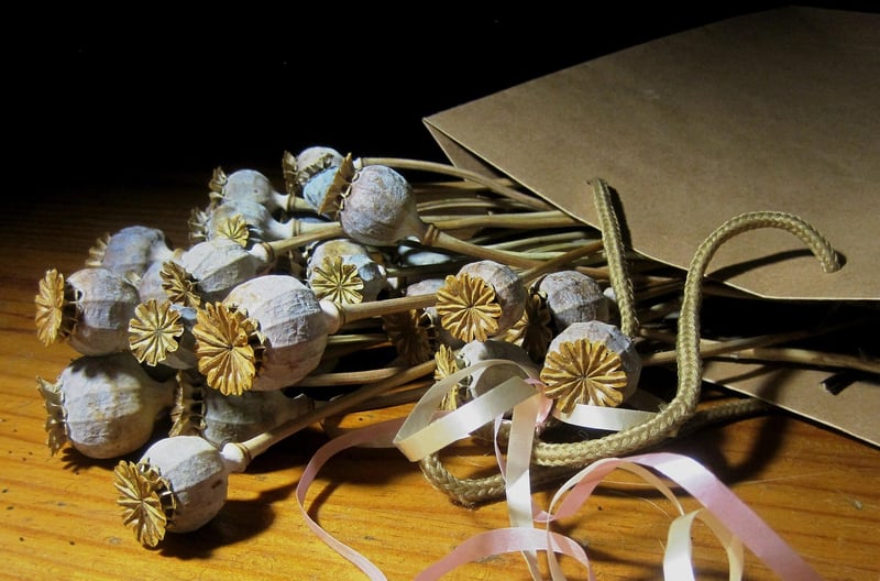 Cosmos Seed Packets
