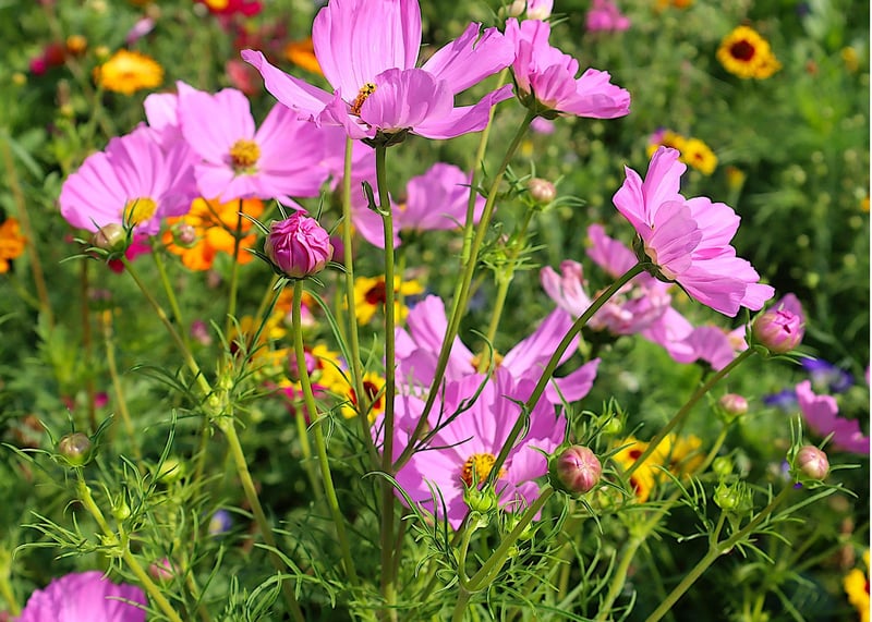Cosmos Flowers